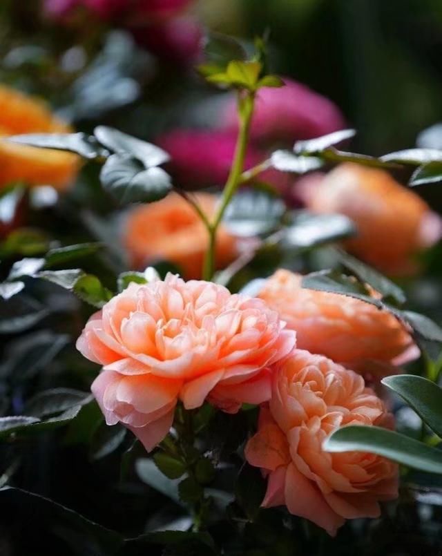  『花开』散文：此花无日不春风