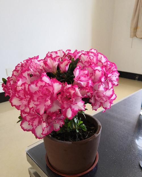  「养花」养花养这几款，花色鲜艳亮丽，枝叶繁茂旺盛，枝叶青翠欲滴