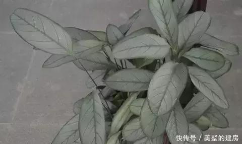 『心叶蔓绿绒』2种花超耐阴,一点散光就爆盆,北阳台也能养得美!