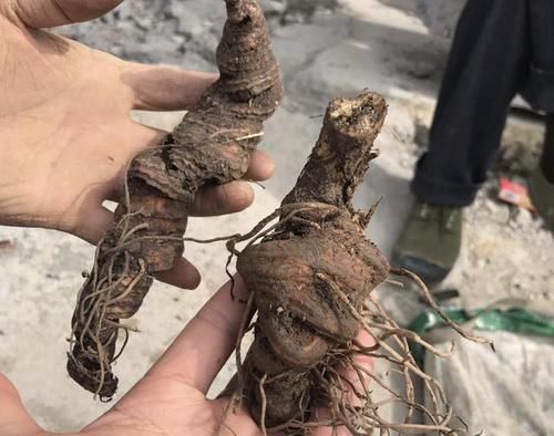  种植物：它1斤“650元”，生长在山沟里，植株并不丑，也能开花，珍贵