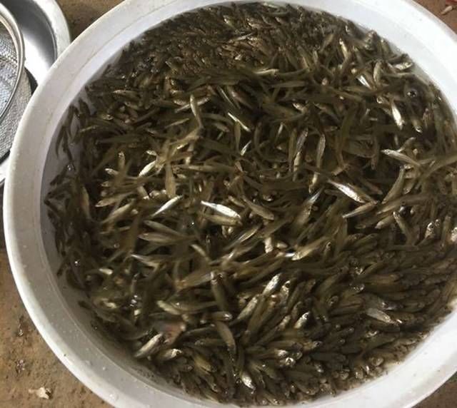  「水库」野钓小鱼闹窝严重，一气之下用地笼全部弄上岸，现在要怎么处理？