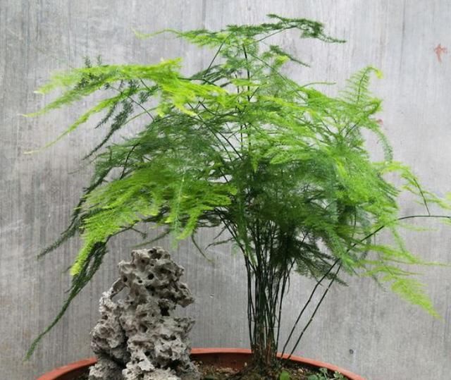 【铜钱草】3种花不怕剃秃头,乱七八糟一通剪,30天后迎来第二春