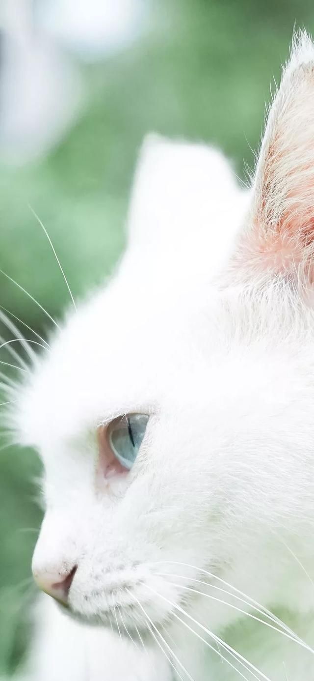  『星球』80张超可爱的猫咪壁纸丨我来自喵星球，来地球只是为了遇见你