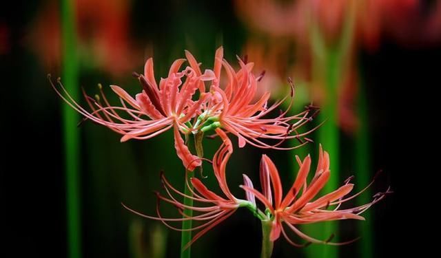  #常漂亮#这是我见过最漂亮的十种种球花，花期长、花色艳，真漂亮