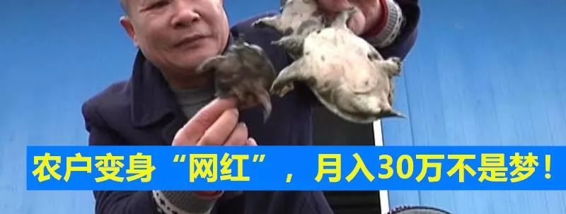 生长在泥巴里的“致富果”，亩产3000斤，效益是稻谷的几倍！