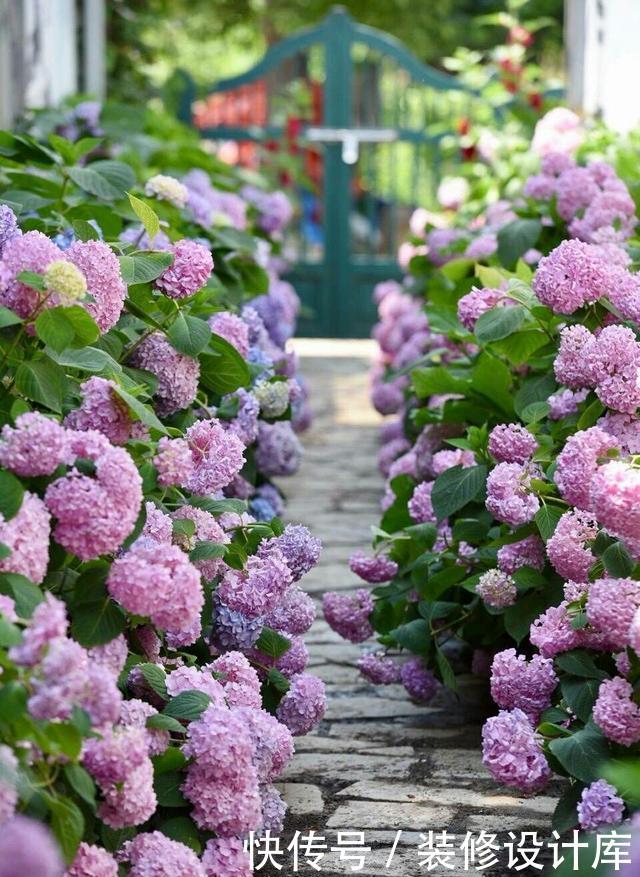 『蕨类植物』超级耐阴的几种花,常年不见太阳,也能郁郁葱葱长一片
