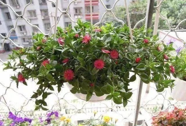  [植物]吊兰的植物美学：这几款美美的吊兰，你最爱哪一款？