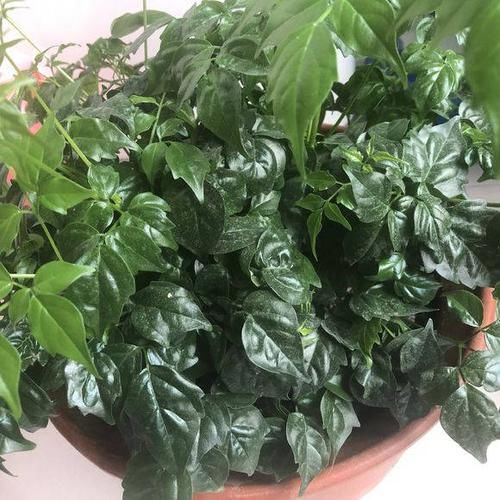 #新居#装修新居有甲醛?摆放几盆绿植,来个“花”样杀毒!安全住新房