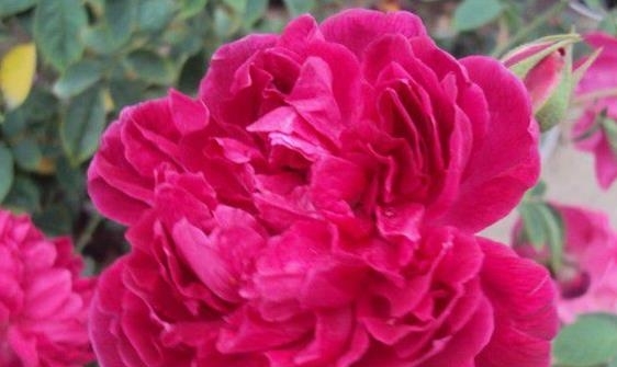 喜欢菊花,不如养盆“珍贵名菊”紫燕飞舞,美丽怡人 似晚霞映水