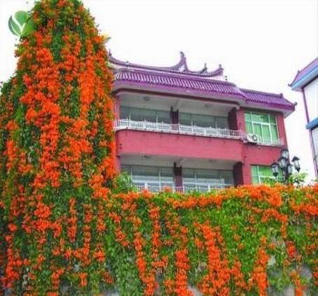  『家带』如果家带院子，速度种这5款花苗，让院子丰收一片花海不再是梦想