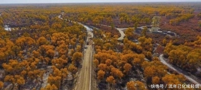  「胡杨林」我国当年在最大沙漠，种植了上亿棵胡杨林，如今怎么