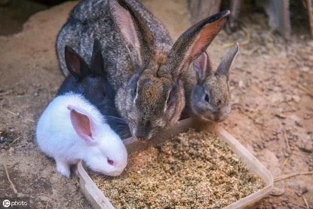 以前满田地跑，现在见不到了，农村野兔为何越来越少？老农这么说