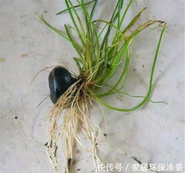 马蹄:厨房的“荸荠”发芽了,“泡”到杯中做成水培景,花友直说有创意