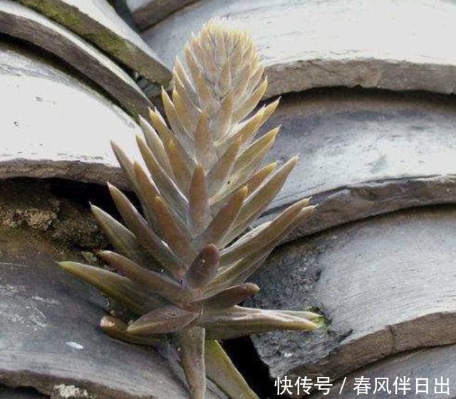 翻倍|这3种“多肉”,生长在“瓦片”上,以前不起眼,现在价值翻倍了