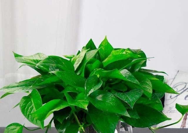  【养绿萝】在家里养绿萝，需要注意什么？