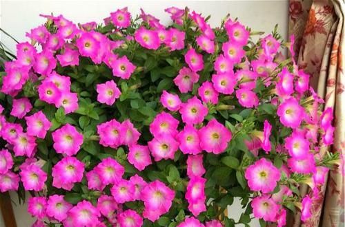  『长寿花』4种花，喜欢“被掐头”，越掐长势越猛，不掐容易长成丑八怪