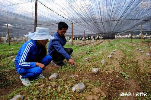  人称@人称“陆地鱼”，20斤晒干仅剩2斤，一斤900元，野生的几乎