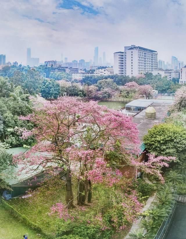  「究竟」云看花，中国美丽高等院校究竟看哪儿？
