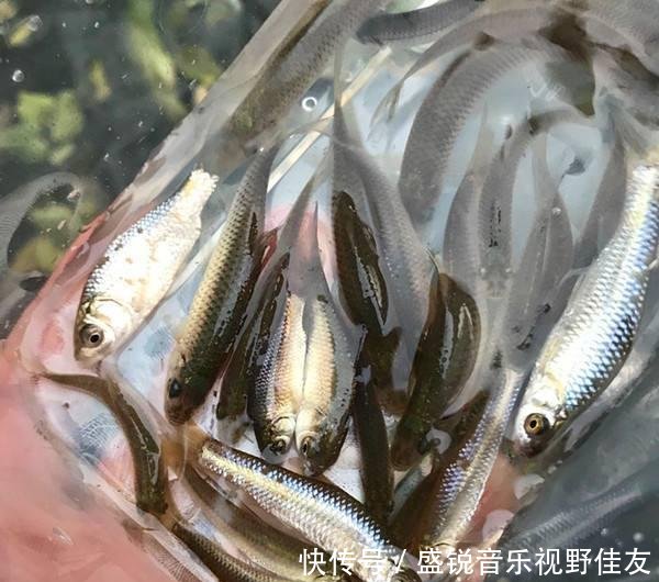  乡下人@乡下人以前嫌弃的小河鱼，如今变成稀缺货，几十块钱一斤