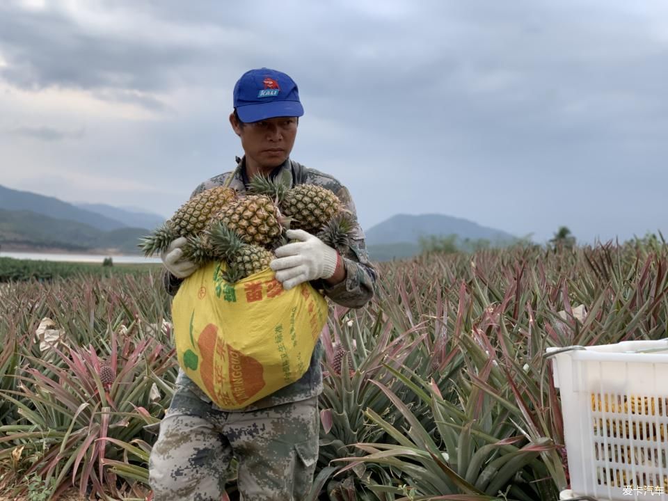  菠萝■2020年，劳作在海南的菠萝地海