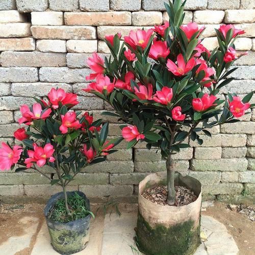  「超级」家里阳台就摆这些花，不愁赏花，清新漂亮，花朵稠密，超级美