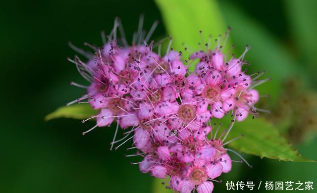 『花香』春天养花,就养个能爆盆的,开花花量大颜色丰富,满屋都是花香