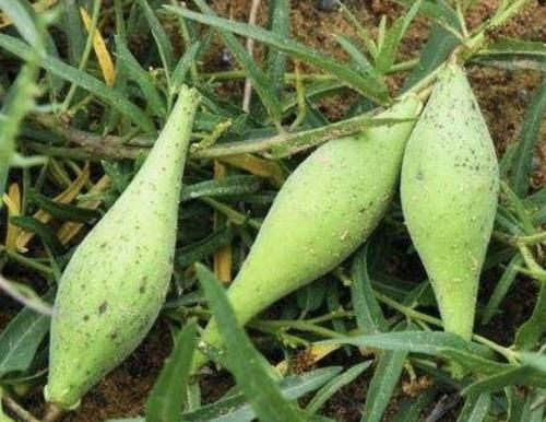  「不少」1种瓜奇特，像翠绿的“鼓包”，被称为“地稍瓜”，碰见别乱摘！