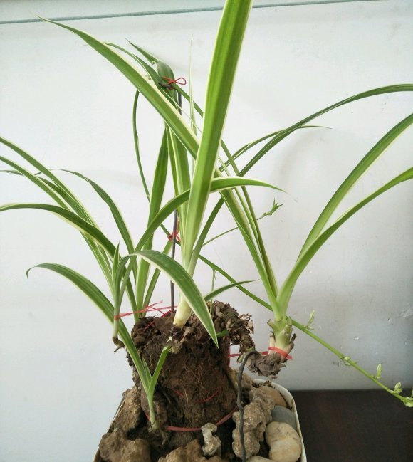 \＂l6\＂: \＂水培富贵竹怎么养\＂给花狠心剃光头,新芽呼呼冒,1年变老桩!