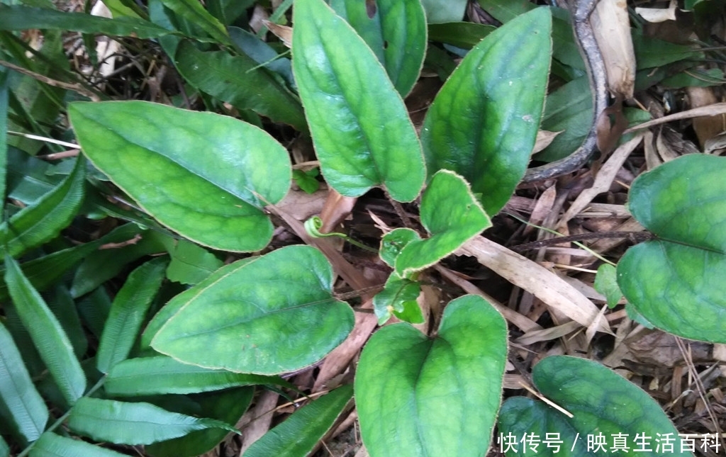 一种植物，个子不大，价值不小，如今一斤60元，走路小心，别踩着