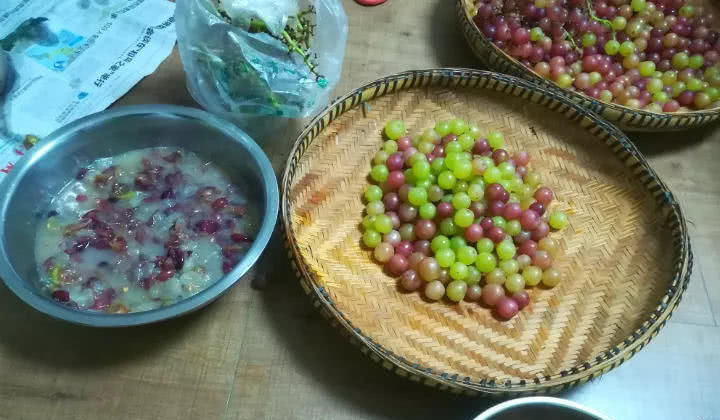  「绿萝」绿萝有个“小机关”，打开它，俩月疯长1米！
