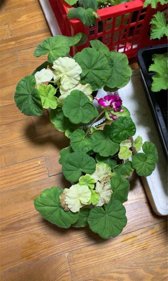 竺葵在生长|“天竺葵”叶子发白萎蔫?用好这3招,叶子翠绿长势好