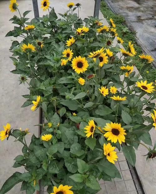 「矮化」这花围着太阳转，越热越晒越爆盆，矮化向日葵，阳台盆栽就很美