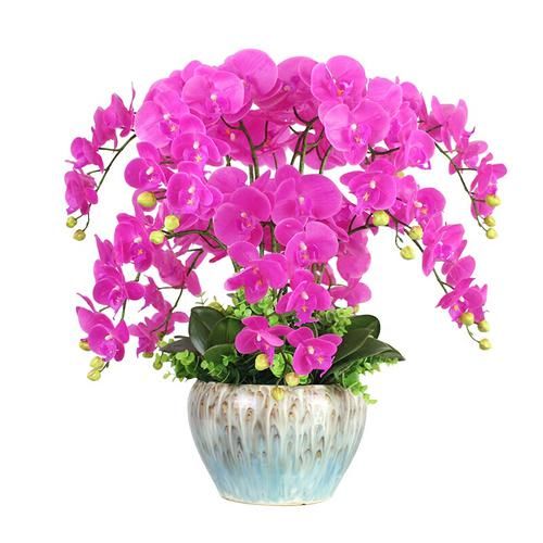  「花苗」好养耐活忒养眼的花苗！装饰阳台还能净化空气！香气四溢