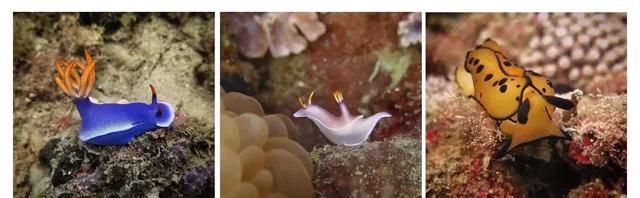 名副其实超值海岛!20元吃大虾,人均200住酒店,顺便考下潜水证