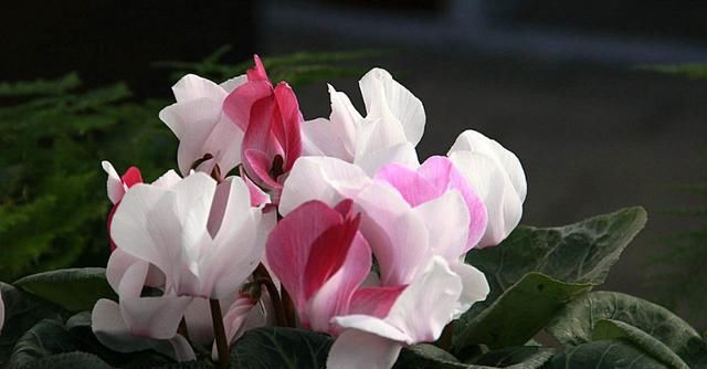  #错过#喜欢在家里养花，此款花一定不能错过，开花色艳颜色丰富，美极了