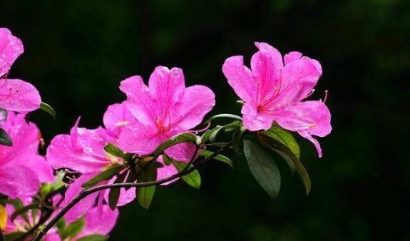  入夏|杜鹃花一入夏爱“打盹”，吃点“小激素”，花朵一开百日红