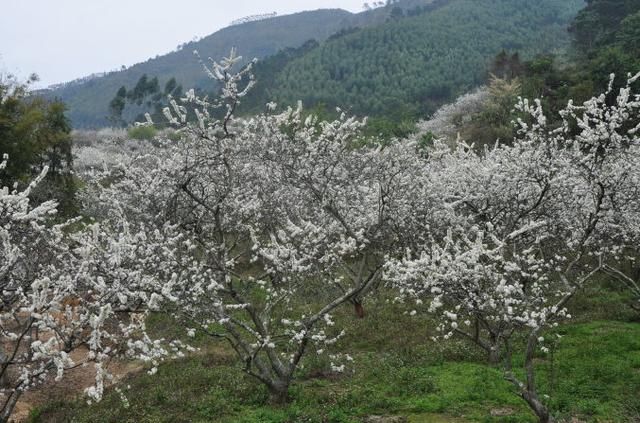  『植物』看到这些花，别说不认识，它们的果子你一定吃过！