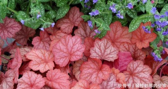 「阳光」这5种叶子花，命贱好养，没阳光也能长好！叶子比花好看
