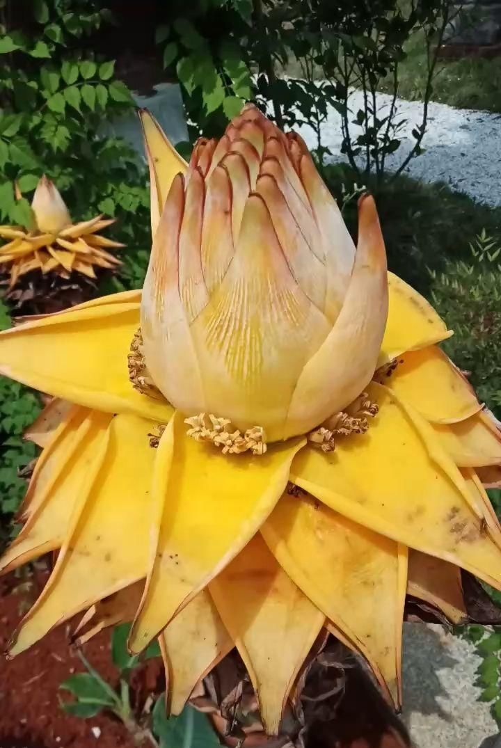 「涌出」苞叶比花还美的植物,宛如地面上涌出的金莲花,身份很神圣!