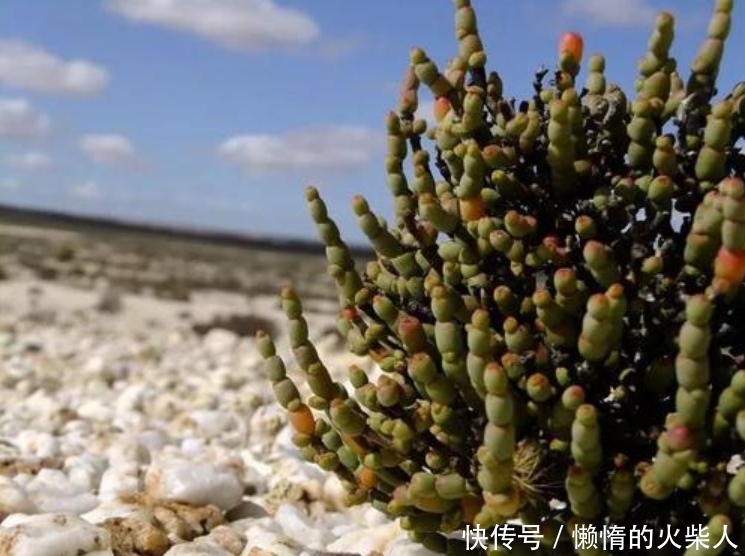 最“任性”的沙漠,每年都有一个月变成植物王国,旱季寸草不生