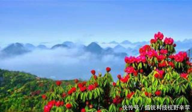 一花一世界，一叶一菩提——奇花异草西洋鹃，赏花旅游百里杜鹃花