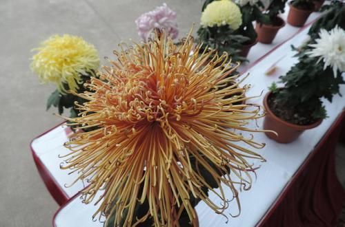  中华：喜欢菊花，首选此款“菊中精品”中华溢彩，灵动飘逸，流光溢彩！