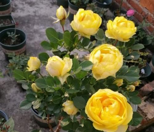  『试试』春天，正是让月季花开爆盆的好时期，2件事宜多做，快试试吧