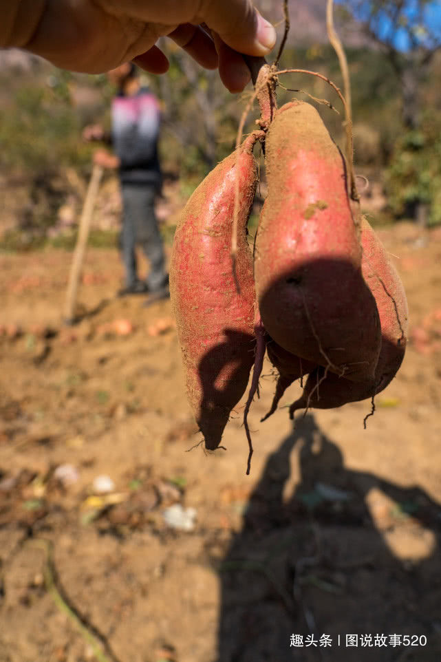  「红薯」白薯变红薯，河北山村大爷：500元买的新品种今年亏了3