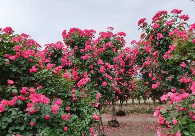  「体温检测」第四届〈花乡玫瑰〉艺术节！门票无限量免费送！