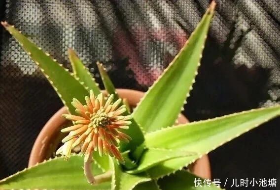 『真的』芦荟开花的话真的会死吗?如何保全?