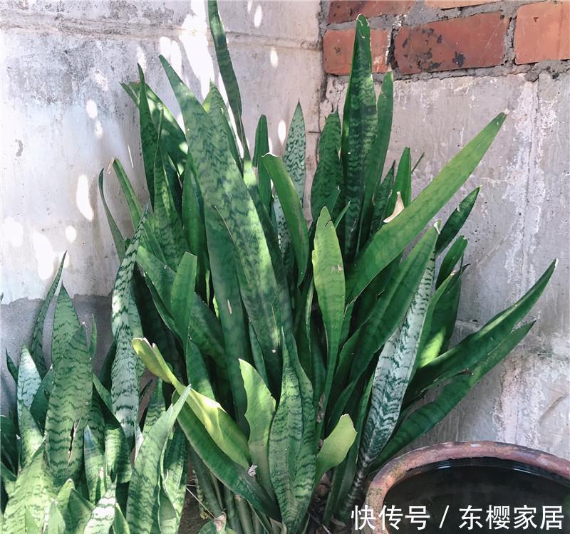  #无根水#爆盆虎皮兰，就是“本地货”，喝的“无根水”，还有遮阳伞！