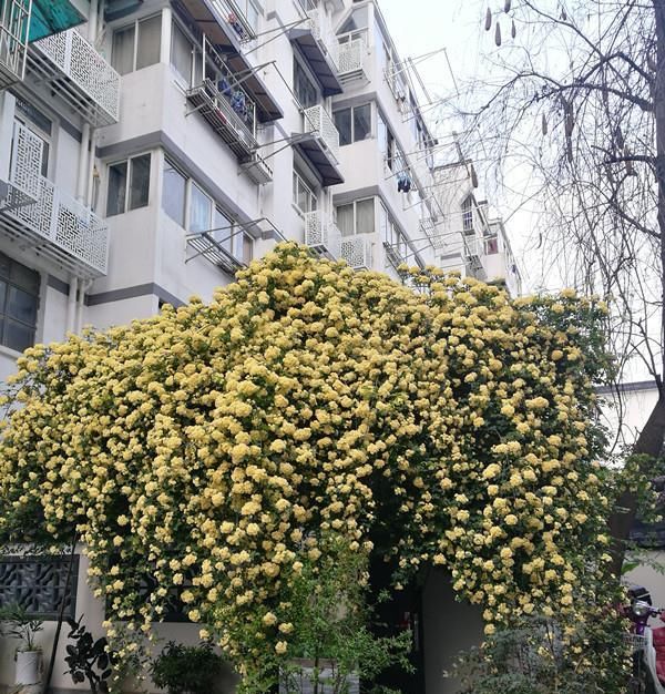  『这款』夏季养花选这款，好养易活，花香四溢，花量超多，能给你一片花海