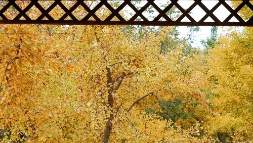  [银杏]山西农民8亩银杏林扔掉20年，现今坐在地头收门票，月赚10