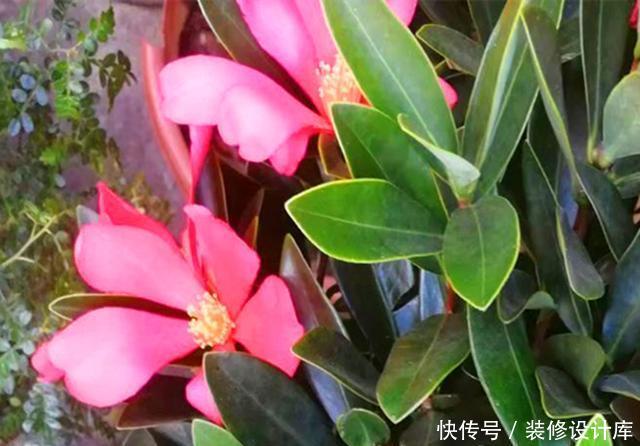  「品种」此花曾经是茶花中的珍贵品种，如今花市经常见到，养好了四季开花